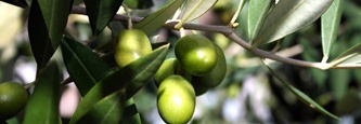 origine huile d'olive